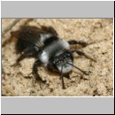 Andrena cineraria - Sandbiene w04a mit Stylops.jpg